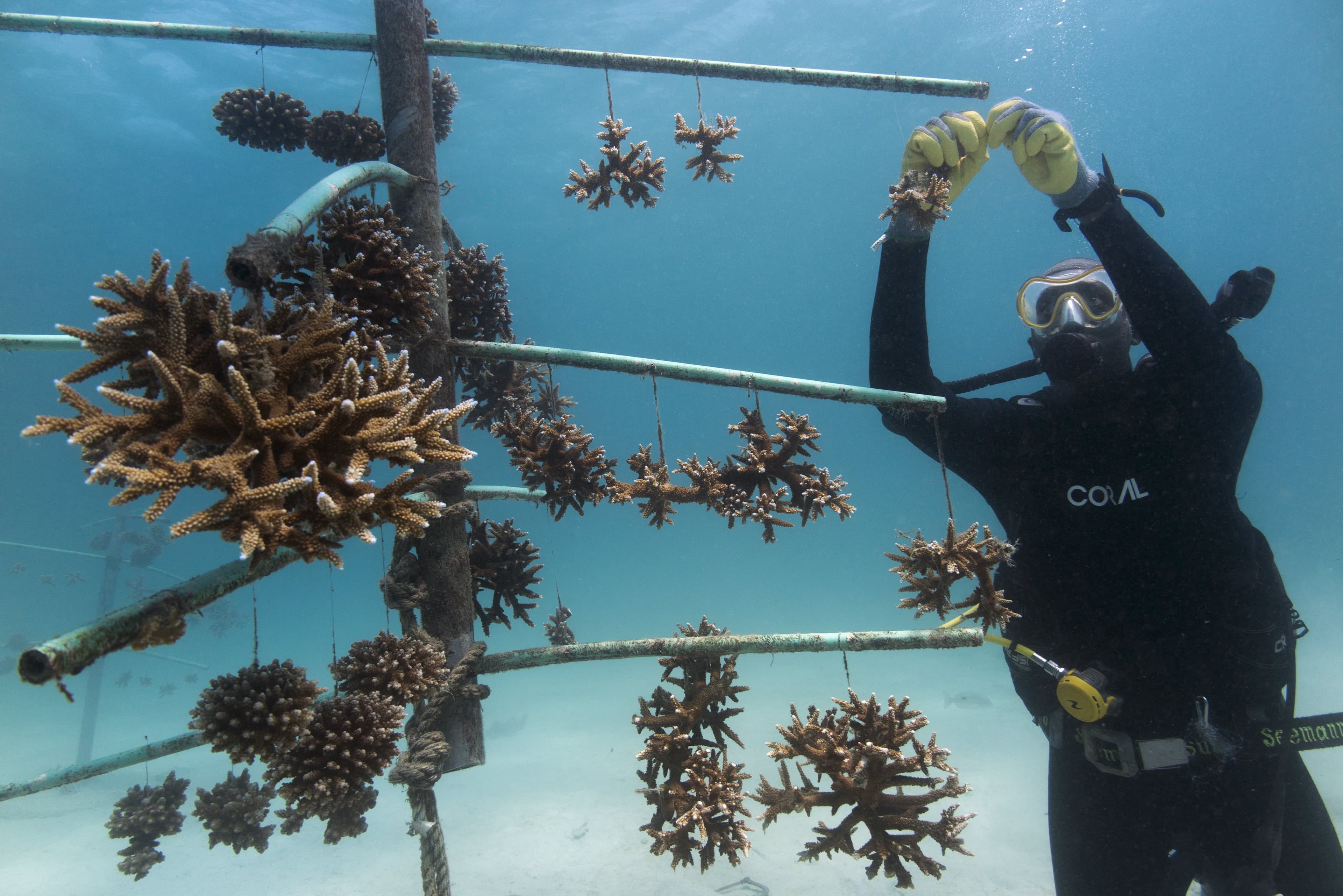 An image of Restoring and protecting coral reefs with REEFolution